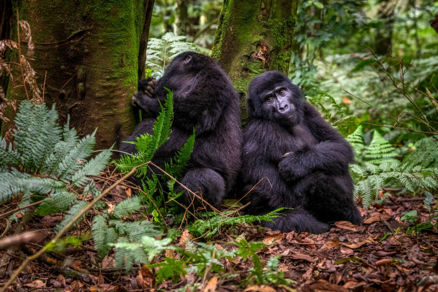 Gorilla, Bwindi Impenetrable forest national park, Uganda