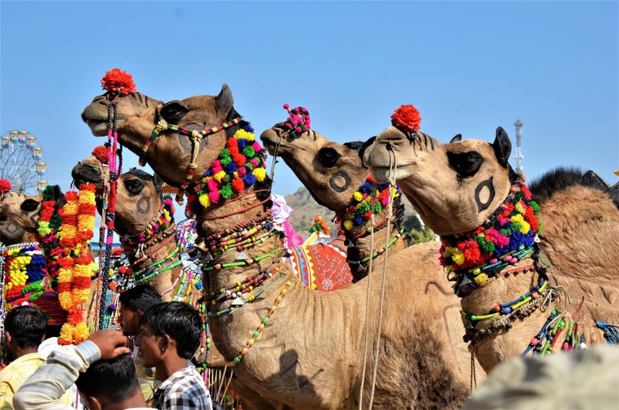 Colorful camels at cultural festival, decorated with beads and flowers, Ferris wheel in background.