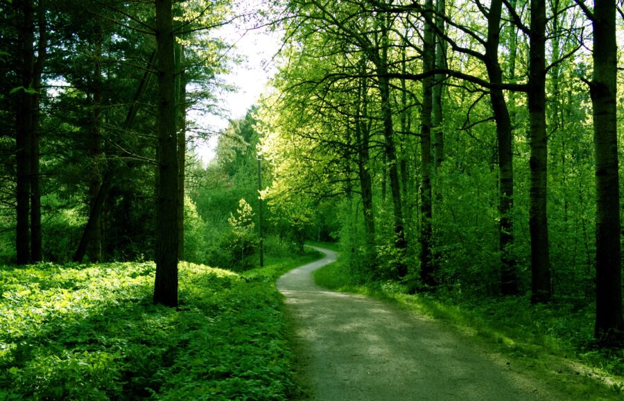 Serene summer forest landscape in Helsinki Central Park, Finland