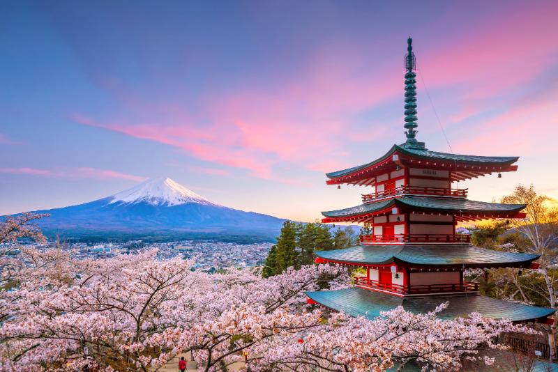 Mt Fuji and Chureito red pagoda surrounded by sakura blossoms