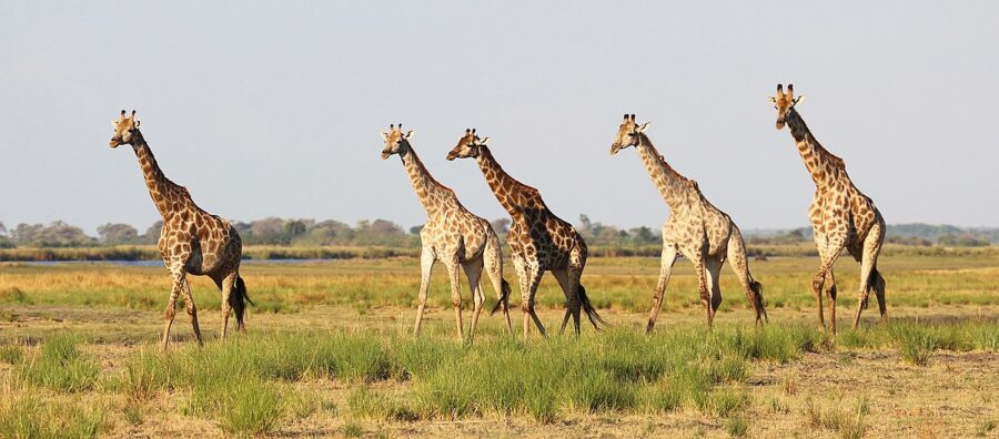 Chobe National Park