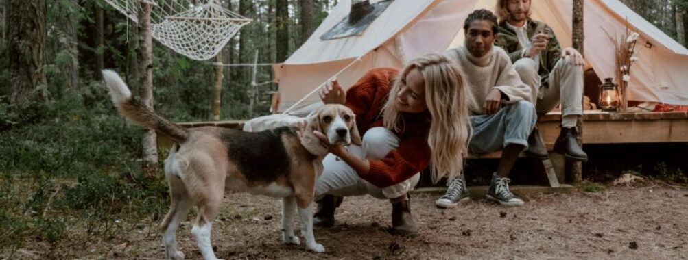 Dog at a camping site with humans