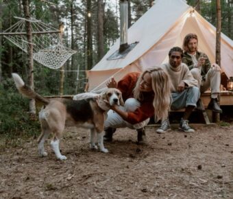 Dog at a camping site with humans