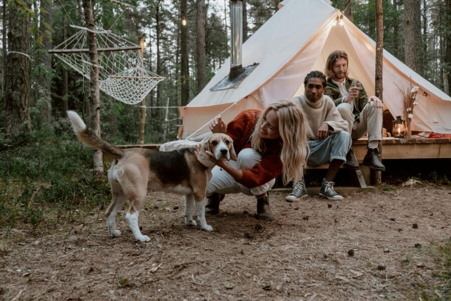 Dog at a camping site with humans