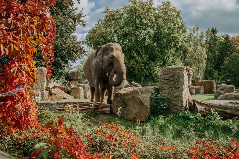 Elephant in autumnal sanctuary at Chester Zoo