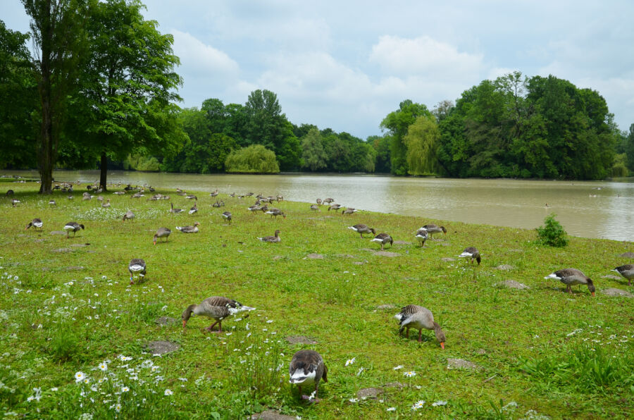 Ducks near the calm waters of Kleinhesseloher Lake, nestled in the beautiful English Garden of Munich, Germany