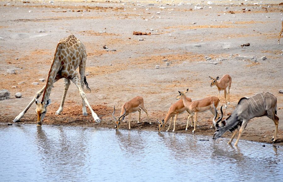 Etosha National Park