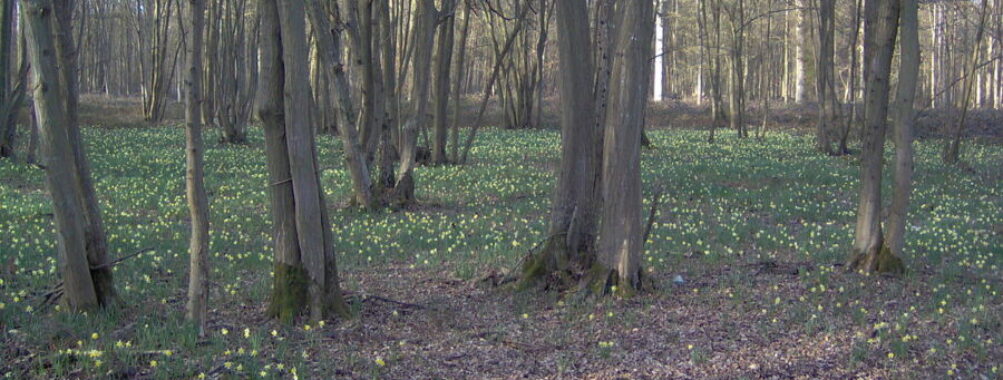 Forêt domaniale de Sénart