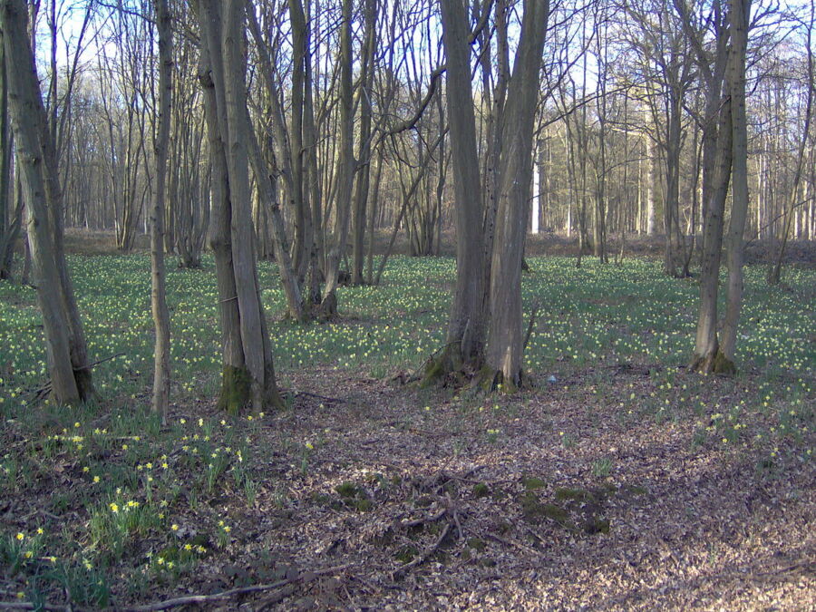 Forêt domaniale de Sénart