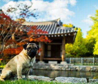 Frenchie In A Park