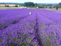 Hitchin Lavender