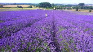 Hitchin Lavender