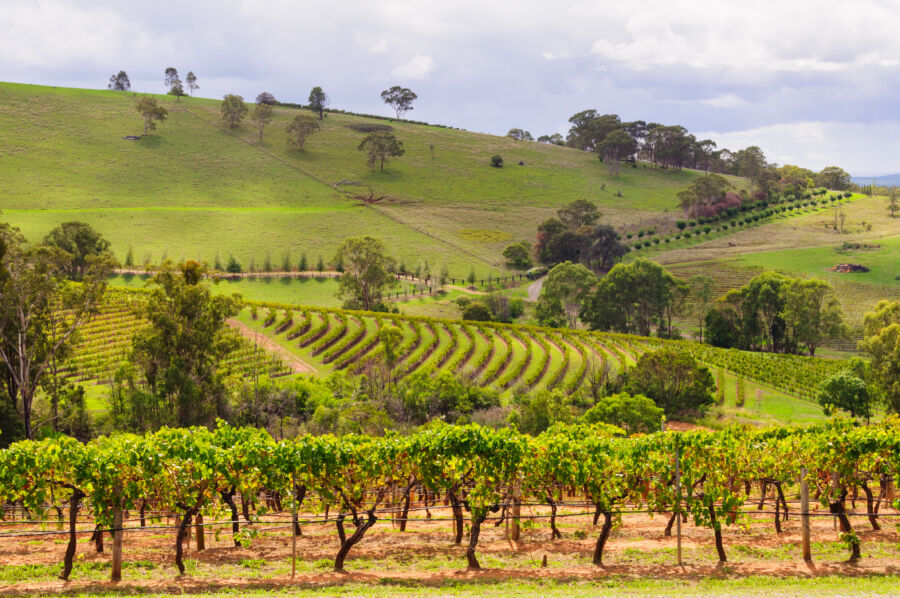 Picturesque vineyards in the Hunter Valley - Mount View, NSW, Australia