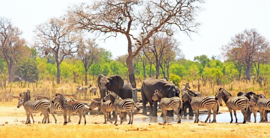 Hwange National Park, Zimbabwe