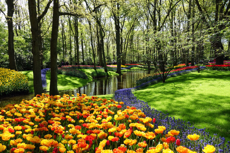 Vibrant display of flowers in the Keukenhof garden, located in Lisse, Netherlands