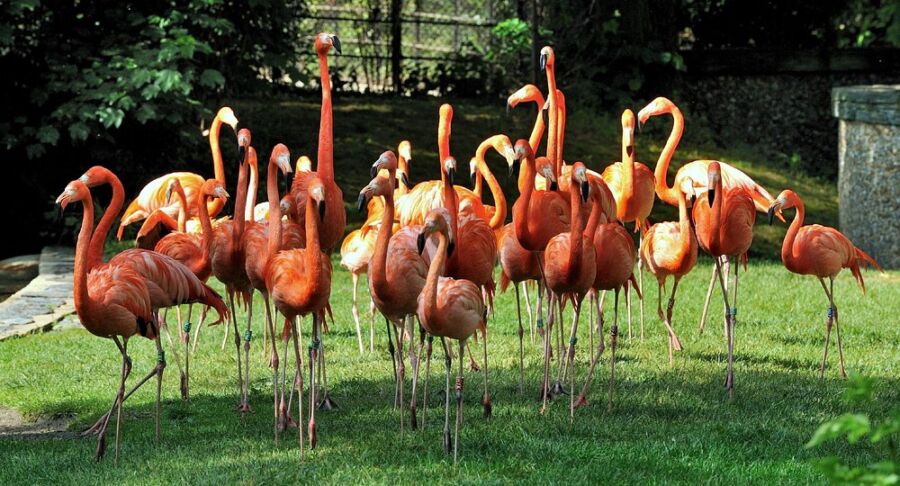 La Ménagerie, le zoo du Jardin des Plantes