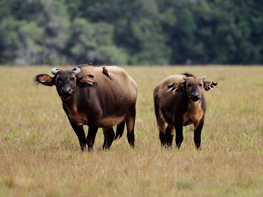 Forest buffalos staring at the observer, in Gabon's Loango National Park