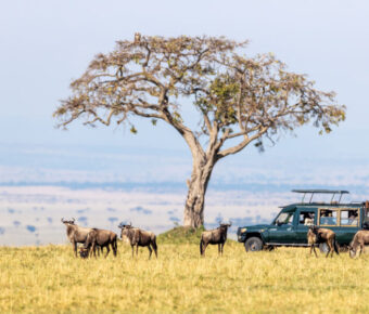 Unidentifiable tourists in a safari vehicle watch white-bearded wildebeest in the Masai Mara, Kenya, during the annual Great Migration.