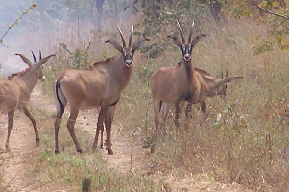 Roan Antelopes, Mole National Park