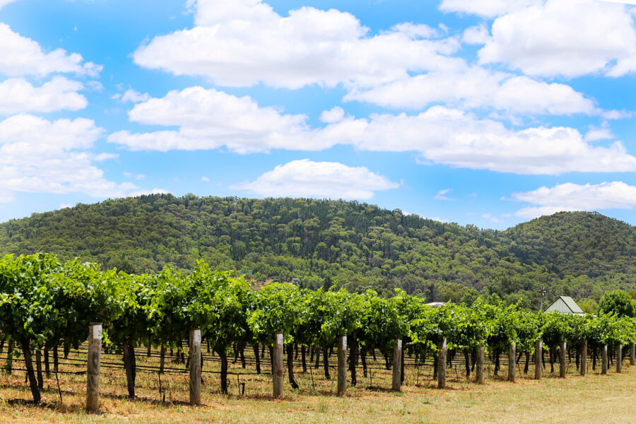 Vineyard in Mudgee, Australia