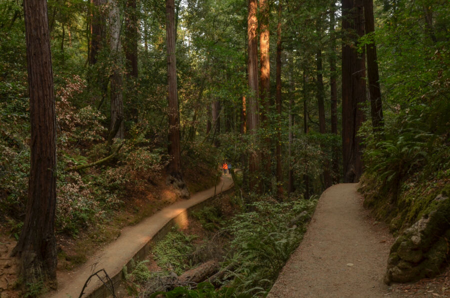 Hillside Trail under canopy of redwood trees at Muir Woods National Monument, California