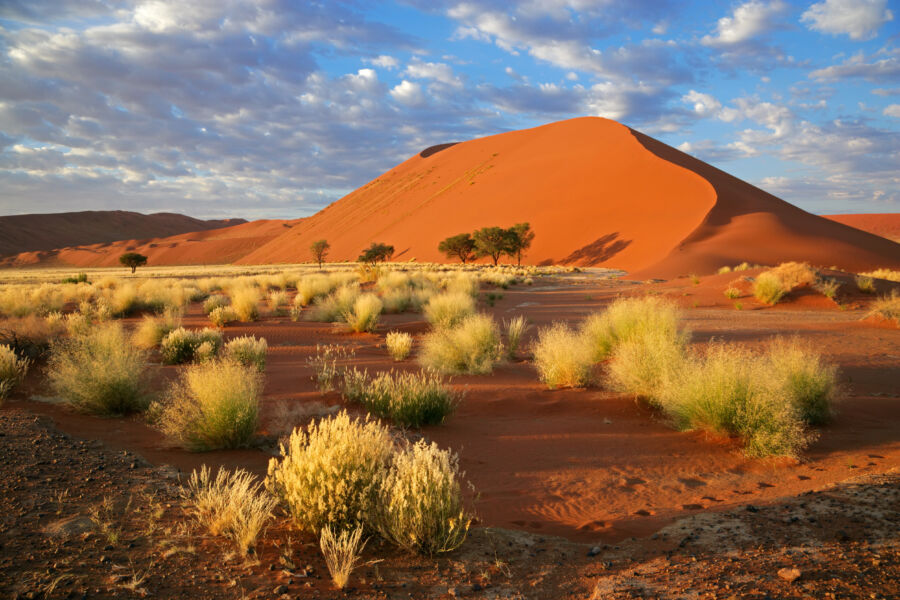 Expansive desert landscape of Sossusvlei, Namibia, showcasing towering sand dunes under a clear blue sky