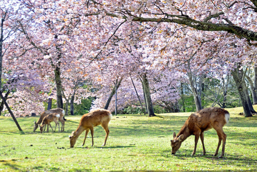 Tranquil view of deer surrounded by vibrant cherry blossoms in Nara Park, Japan, highlighting the harmony of nature