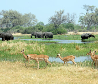 Elephants and impala graze in the Okavango delta of Botswana, Africa.