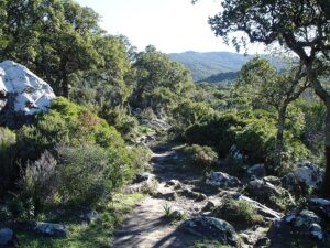 Parque Natural Los Alcornocales