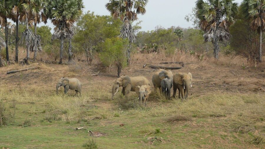 Pendjari National Park