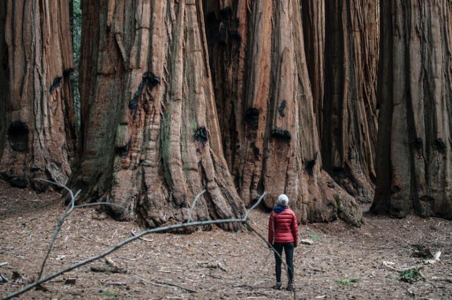 Sequoia & Kings Canyon National Parks, California