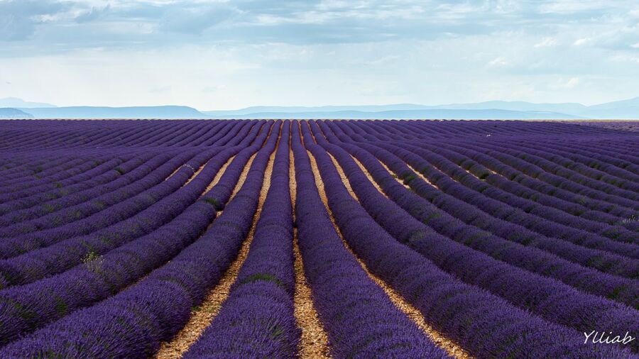 Valensole Plateau Lavender Fields, Provence