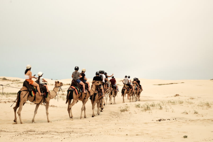 A tourist caravan drives the camel through the desert at the Sand Dunes of Port Stephen in New South Wales, Australia