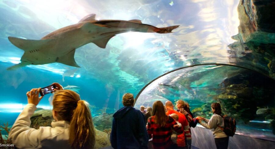 Shark at the ripley's aquarium