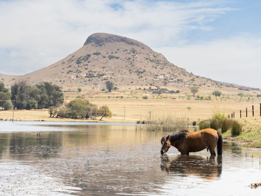 Horse drinking at serene rural pond by sunlit hill