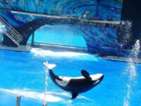 SeaWorld Orlando Florida