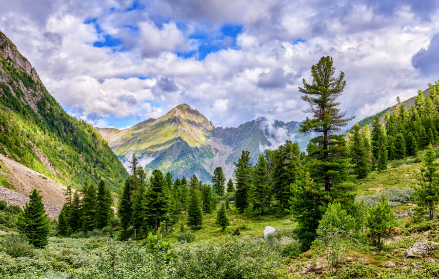 Majestic Cedar Siberian pines rise amidst the vibrant landscape of the Siberian Taiga, showcasing nature's beauty