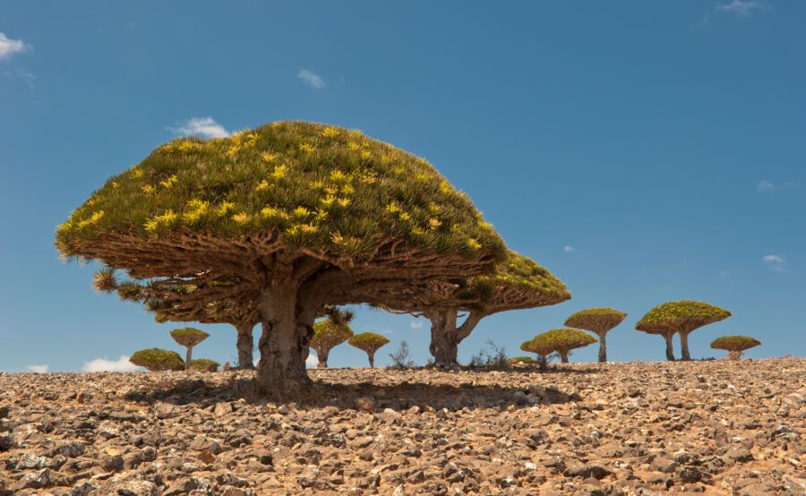 Scenic view of dragon trees on Dixam Plateau, Socotra Island, Yemen, highlighting their distinctive shapes and environment