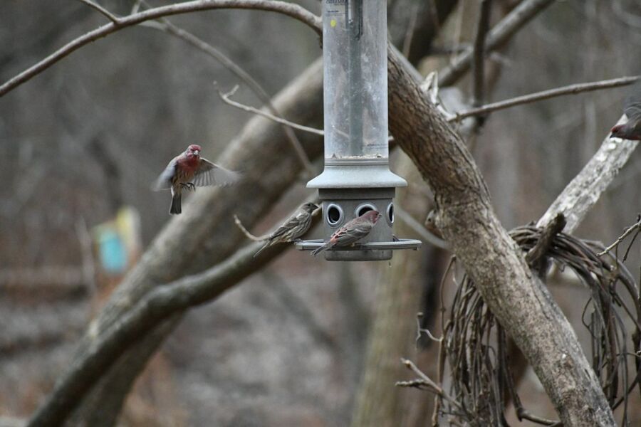 Teaneck Creek Conservancy