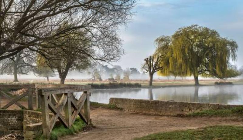 Serene dawn scene with misty lake, leafless tree