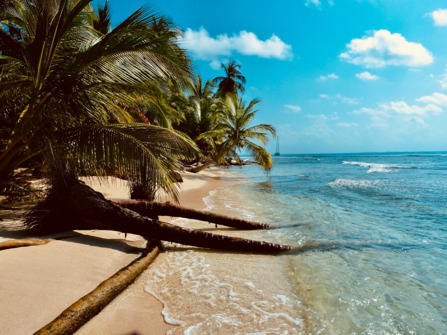 Serene tropical beach with palm trees, golden sand, turquoise waters