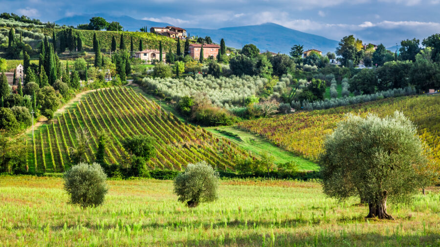 Vineyards and olive trees in a small village, Tuscany