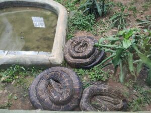 Reptile village in Entebbe