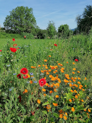 vagabond Garden