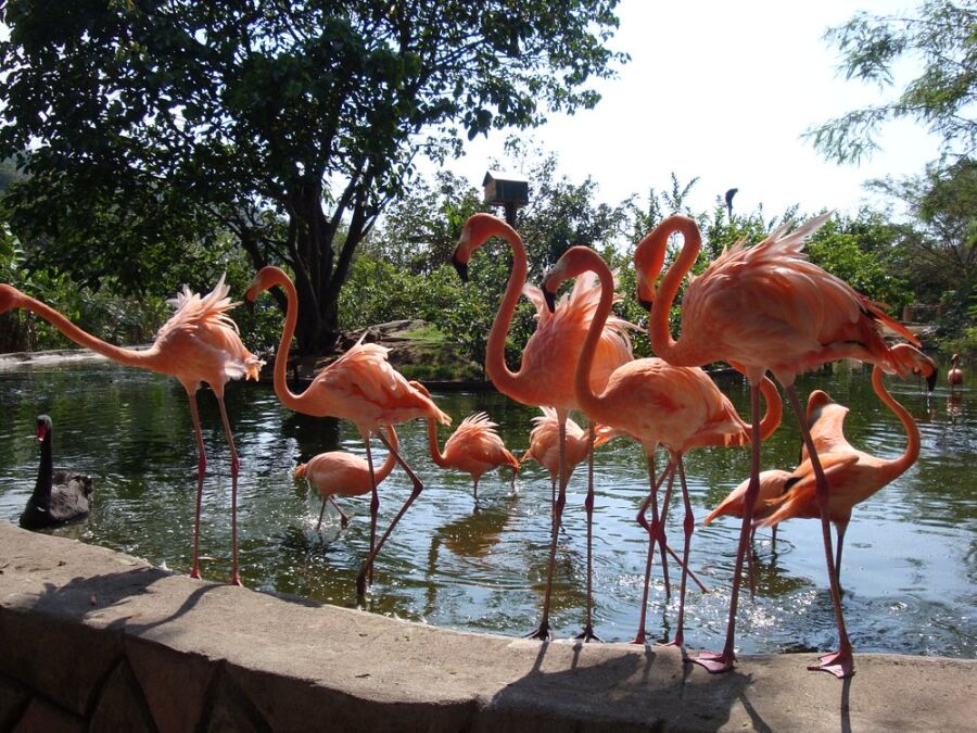 Zoológico de Vallarta A.C