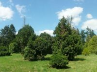 Versailles-Chèvreloup Arboretum