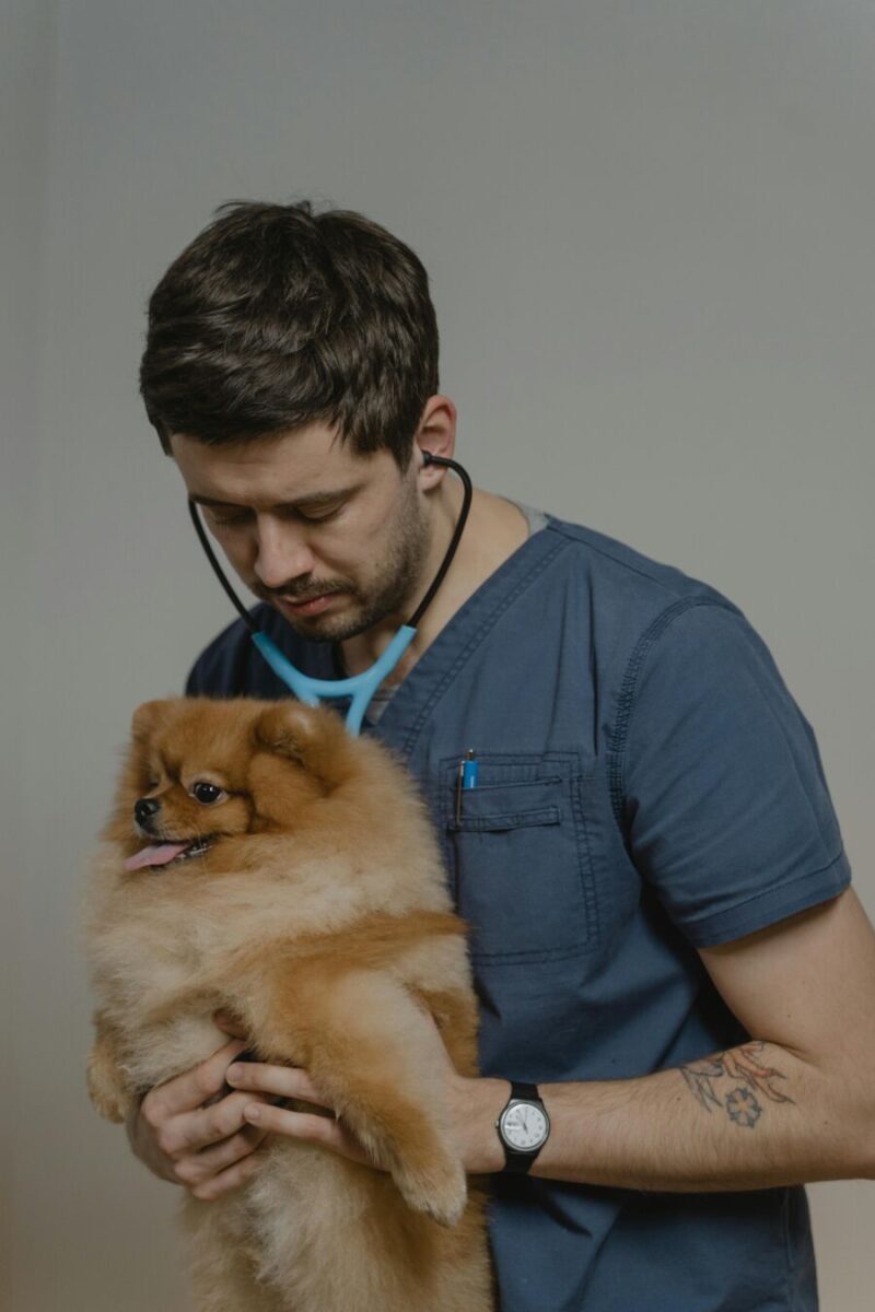 Pomeranian on a vet check Up