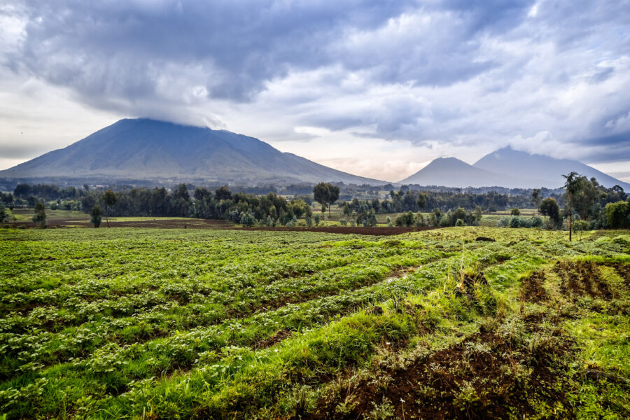 Virunga volcano national park landscape with green farmland fields in the foreground, Rwanda